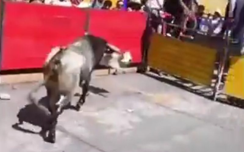 Momento en el que un toro embiste a un perro callejero 